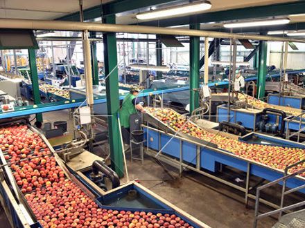 Die Verarbeitungskapazität der automatischen Obst- und Gemüsewasch-, Trocknungs- und Sortierlinie liegt im Allgemeinen zwischen 300 kg/h und 3000 kg/h.